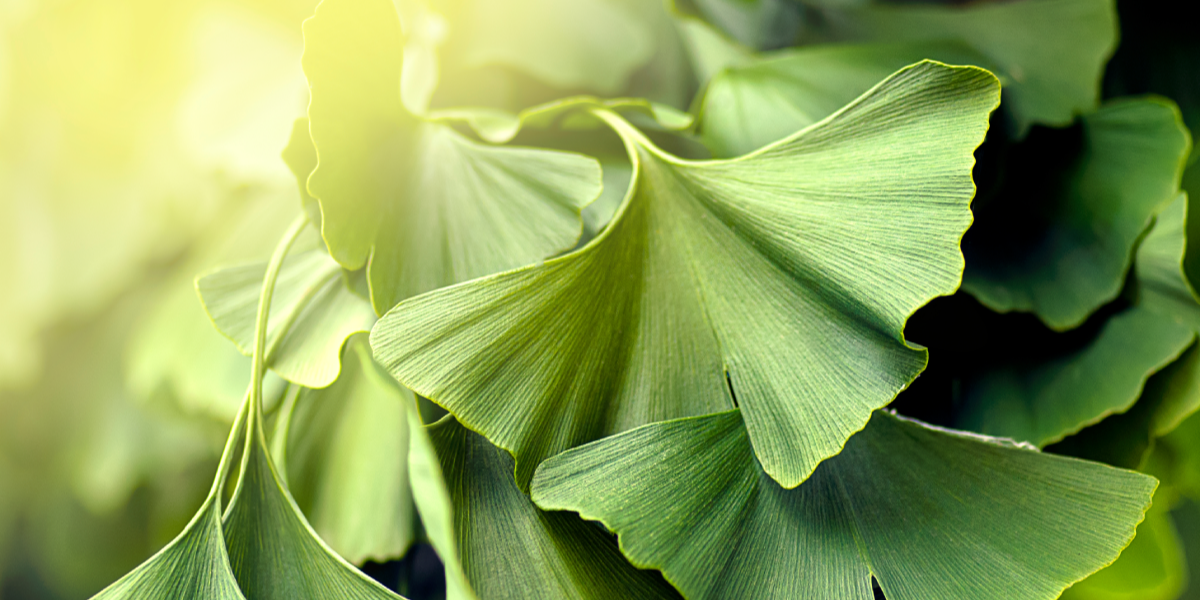 A GINKGO BILOBA