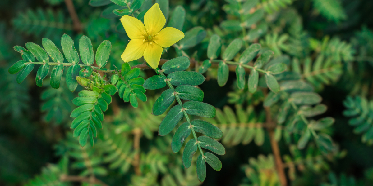 O TRIBULUS TERRESTRIS