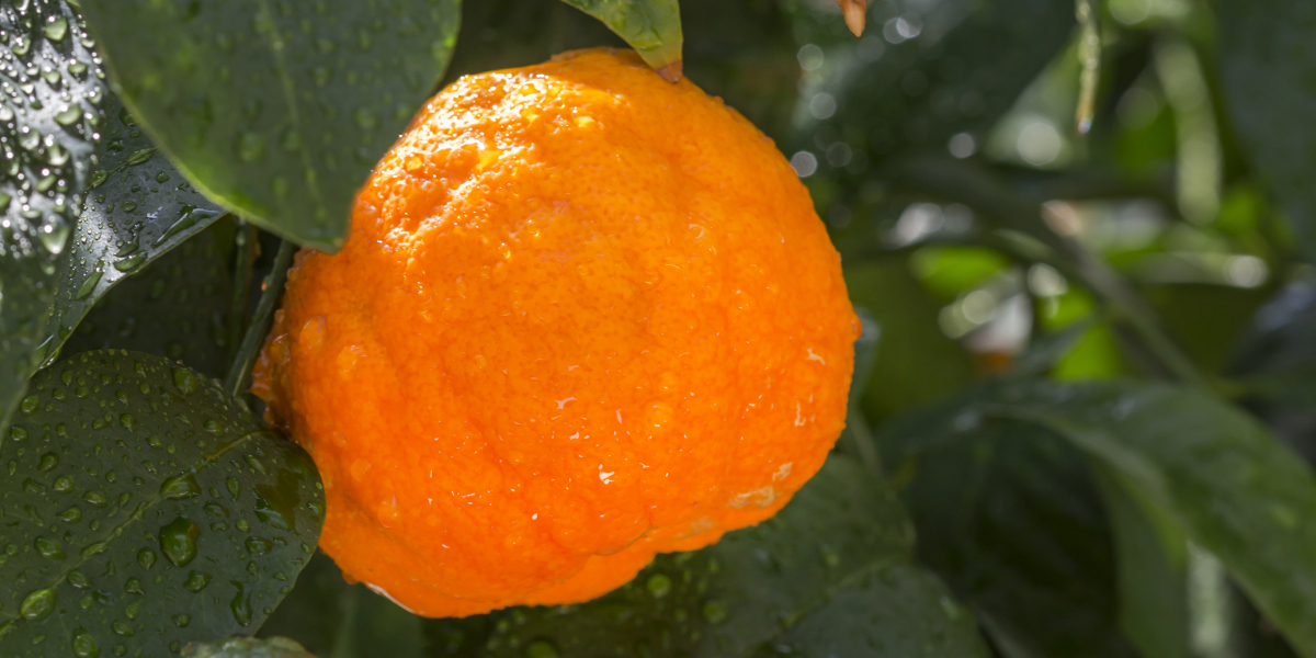 A LARANJA AMARGA