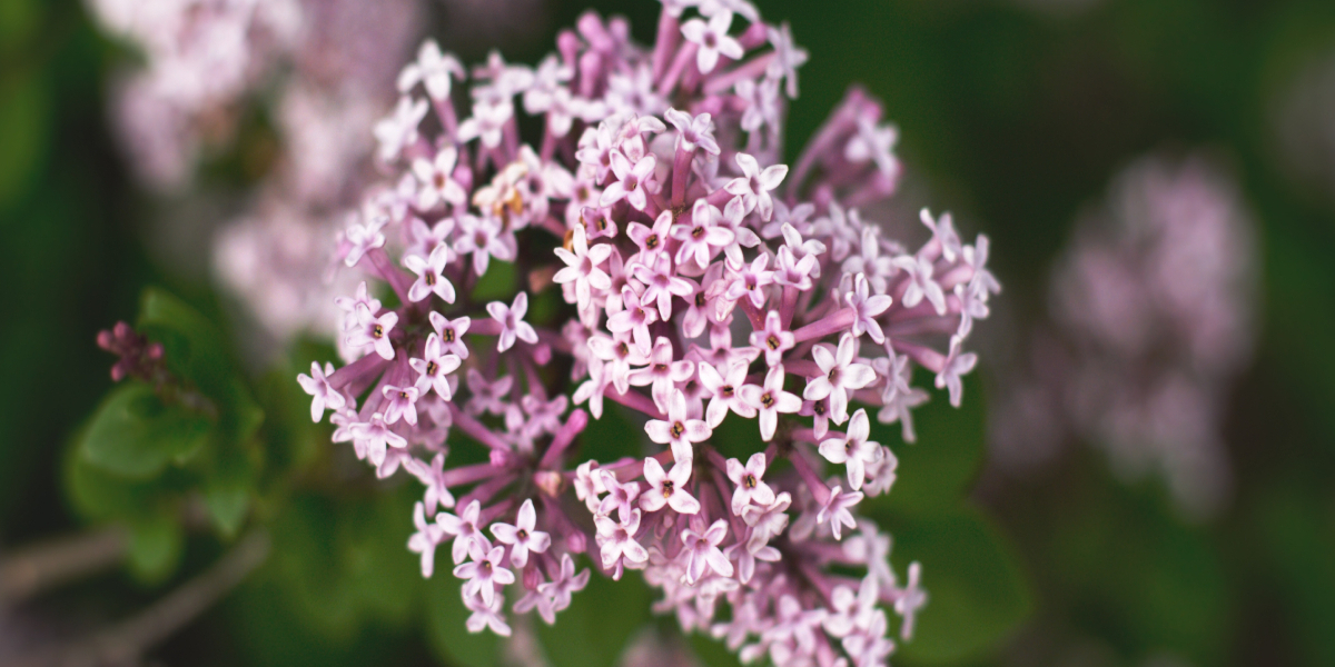 A VALERIANA