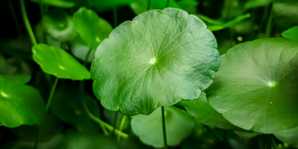 A CENTELLA ASIÁTICA