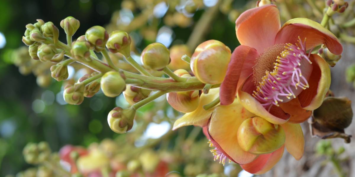 A BOSWELLIA SERRATA